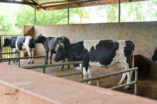 The Cattle Project income-generating project