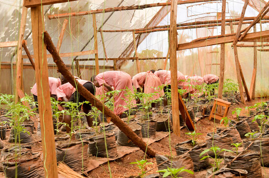 The Green House income-generating project